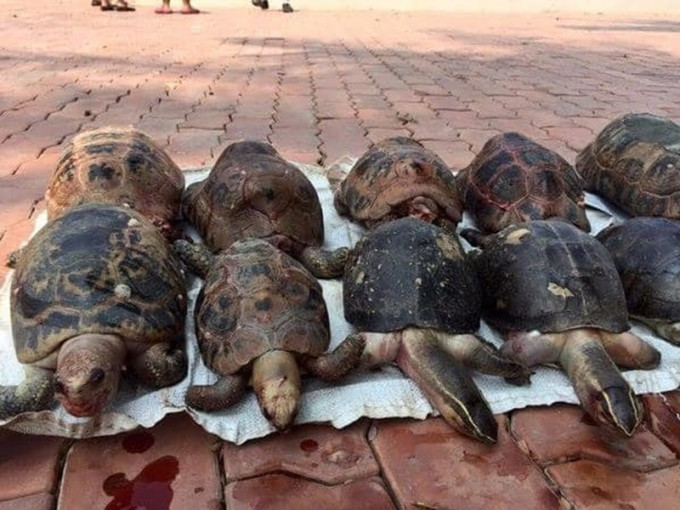 成批陸龜被溺斃。fb