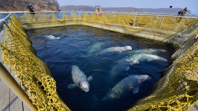俄罗斯将禁止捕猎鲸鱼等海洋生物供表演用，又关闭捕捉鲸鱼的设施。网上图片
