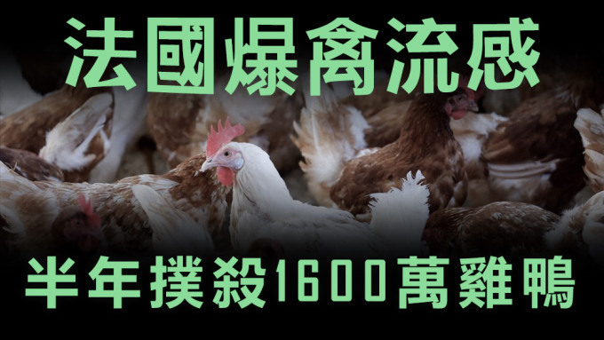 扑杀禽类造成大规模经济损失，政府料须向农民补偿。路透社资料图片