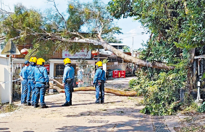 折断的大树横枝遗在地面，消防员在场调查。