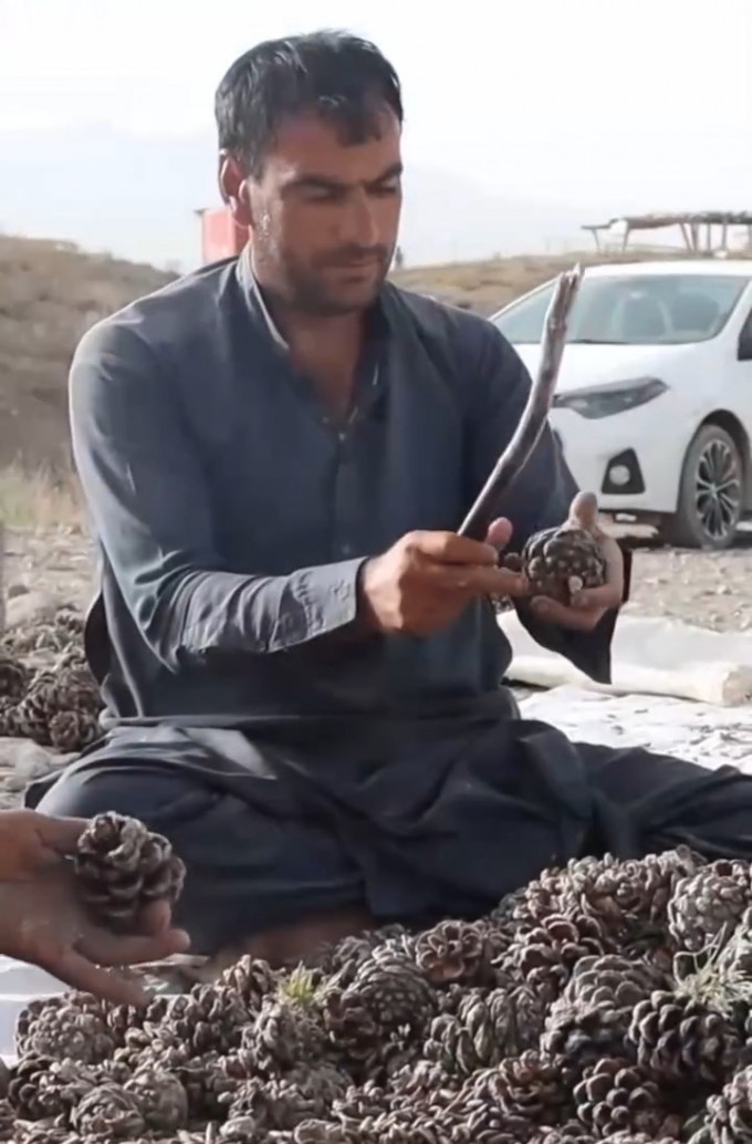 节目加插了阿富汗当地农民制作松子情况。央视截图