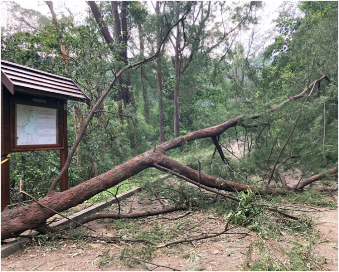 「山竹」吹塌郊野公園不少大樹，倒下的樹木堵塞林道。