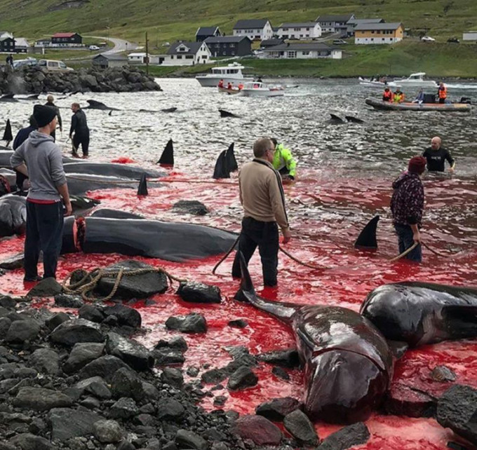 丹麥有萬條鯨豚伏屍沙灘。 SEA SHEPHERD圖