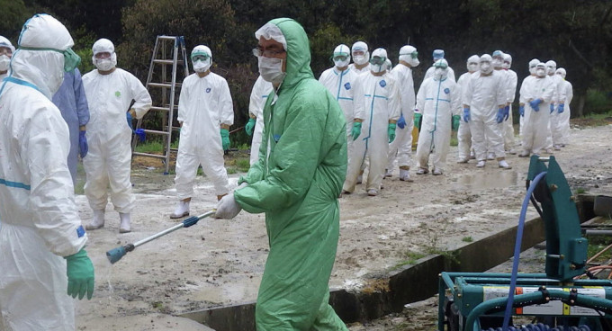日本香川縣爆H5禽流感 。AP圖片