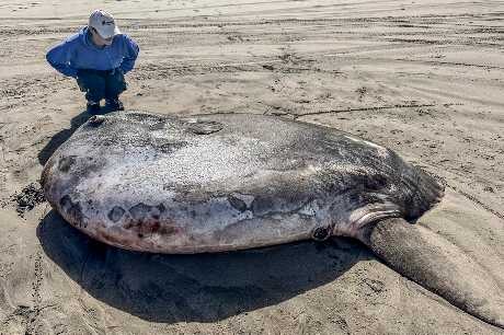 海洋生物學家確認被沖上岸的巨魚為「騙子太陽魚」。AP