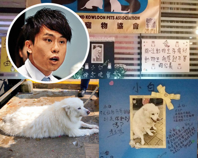 銀狐犬「小白」遭主人掟落街慘死。鄺俊宇(小圖)要求加重虐待動物罰則。  資料圖片