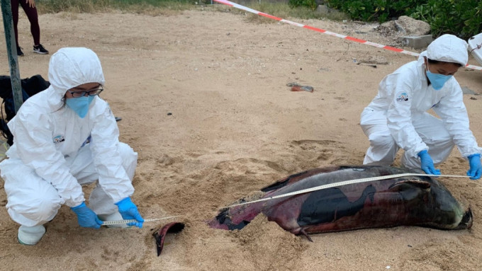 长洲现江豚尸体严重腐烂。 相片由香港海洋公园保育基金提供