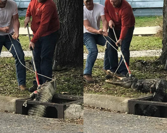 美妇为寻猫竟在沟渠内发现大鳄。City of Pascagoula -- Government facebook