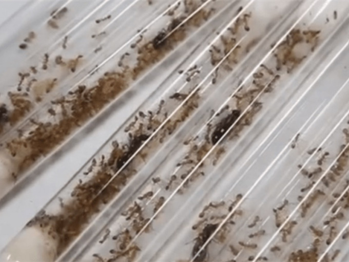 这批蚂蚁被分别装在8个试管中。网图