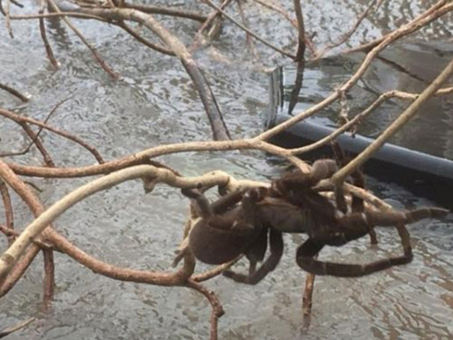 一隻體形巨大的澳洲狼蛛死抓樹枝防止被洪水沖走。 網圖