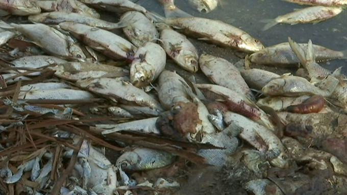 第3次大量鱼类死亡事件。AP图片