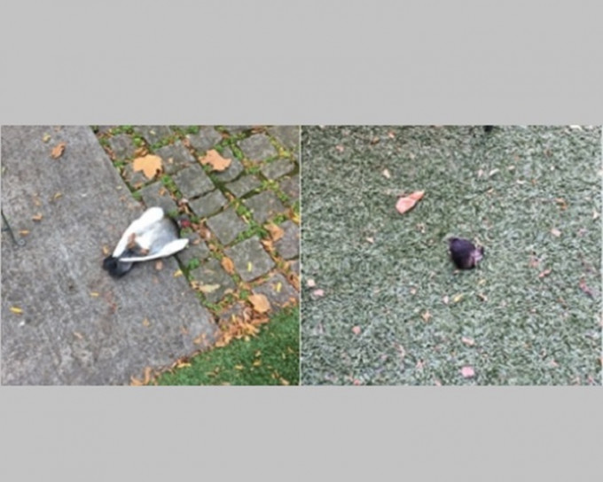 紐約一名男子扯斷鴿子的頭部，並飲下牠的血。 網上圖片