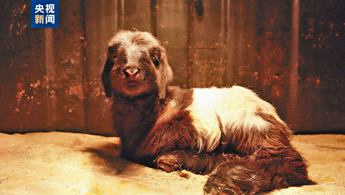 初生的克隆藏羊重3.4千克。