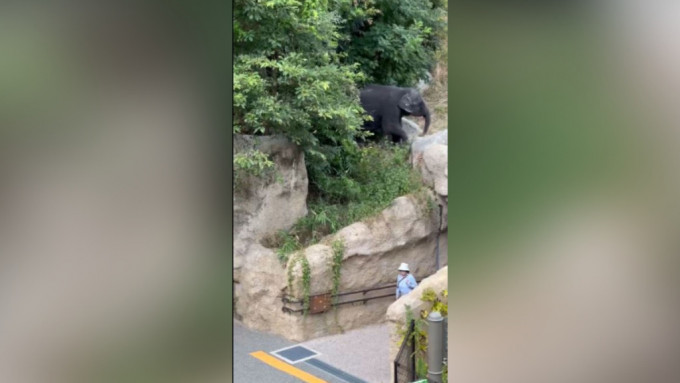 福岡動物園有幼象三度走甩。有網民拍到幼象脫逃時情景。網圖