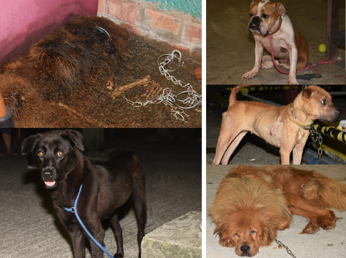 疑遭虐待的5隻犬隻。資料圖片