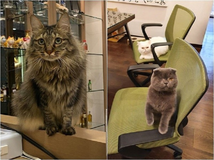 设计师上载公司内可爱的猫。网上图片