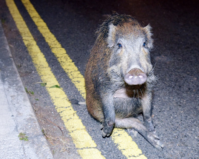 市民一旦遇见野猪，应保持镇定及尽量与它们保持距离。