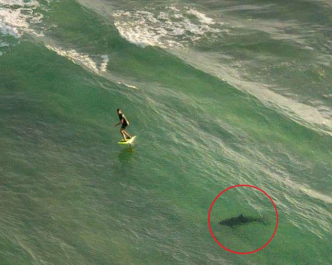 无人机则拍下了「鲨口逃生」的惊魂一幕。网图