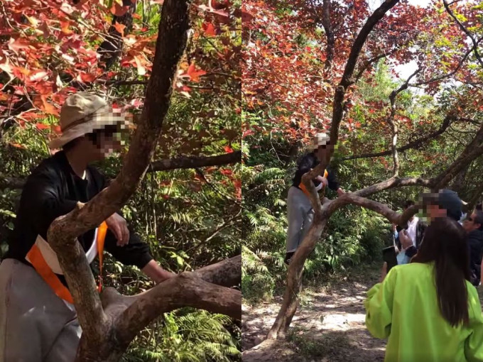 一個大媽爬上樹上拍照。香港行山遠足之友FB