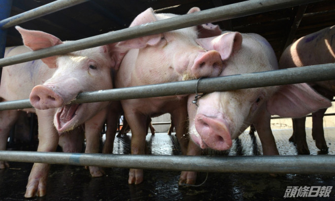 上水打鼓岭猪场32头猪验出非洲猪瘟。资料图片