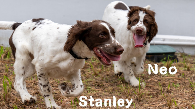 消防处两只史宾格幼犬接受能力测试 为正式训练做好准备︱Kelly Online
