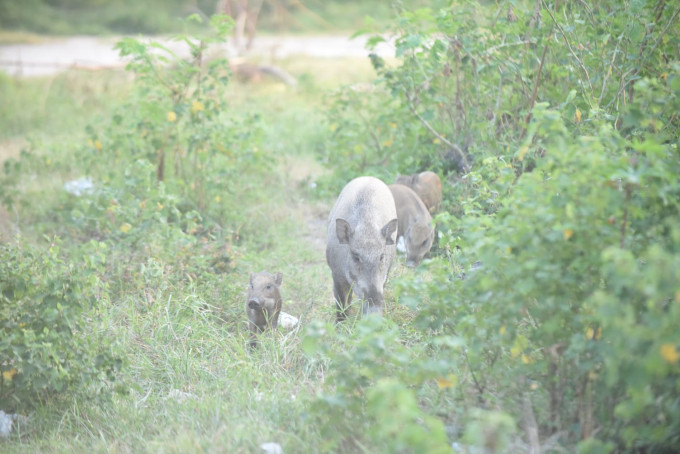 多只野猪在西贡輋下村一带出现。