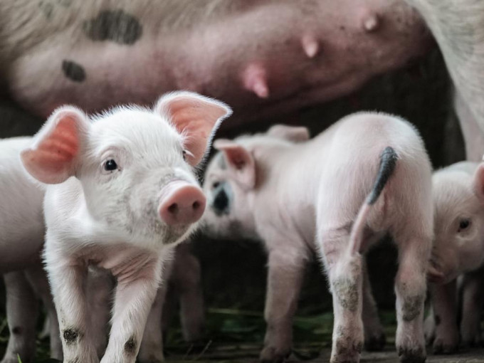 德国爆发非洲猪瘟，海关总署禁止进口德国猪肉及产品。Unsplash