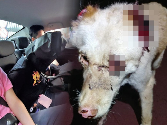 唐狗慘遭恐怖虐待，32歲領養人被捕。