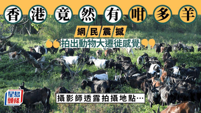 草地放牧拍出动物大迁徙感觉 网民：香港竟然有咁多羊。图片授权Yick Yick Yick