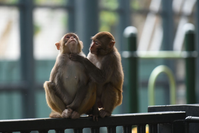 研究指猴子能產生對抗新冠病毒抗體。 資料圖片