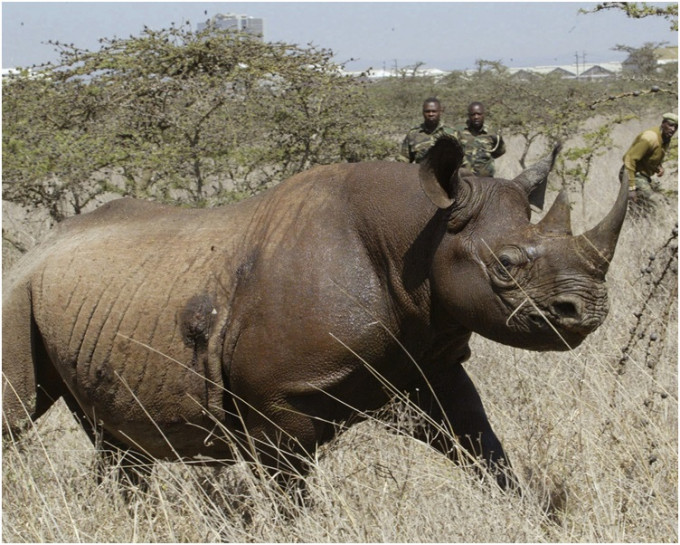 肯尼亚现时只剩约750头黑犀牛。AP