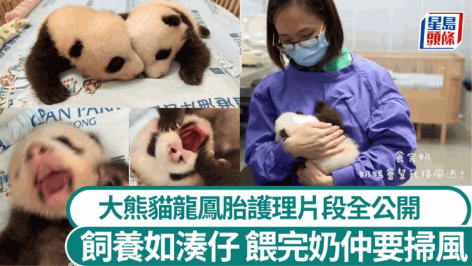 港产大熊猫︱两姐弟最新体重出炉 护理日常全公开 熊猫BB都要扫风？