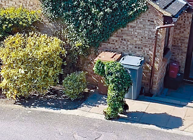 英國男子扮成草叢偷偷溜出門，惹笑行徑被鄰居拍下。