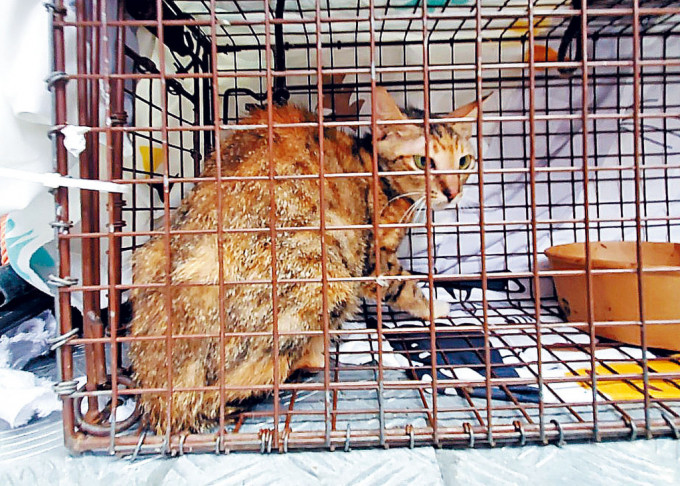 警員及愛協人員昨日再到深水埗垃圾屋帶走3隻「漏網」貓。