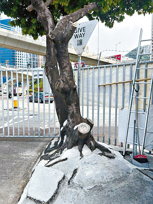 鰂鱼涌海关总部附近一棵树木，被水泥封住树根。