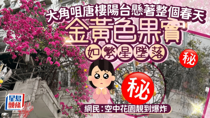 大角咀唐樓陽台懸著整個春天 金黃色果實如繁星墜落 網民：空中花園靚到爆炸