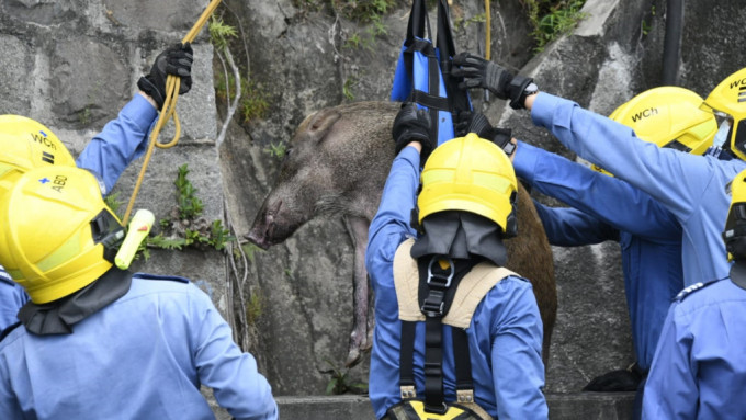 野猪被吊回地面。杨伟亨摄