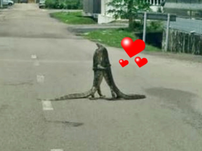 馬來西亞柔佛州有兩隻蜥蜴在馬路中心深情擁抱。網上圖片