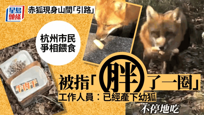 杭州白岩山现赤狐踪影，官方吁市民勿过度干扰。
