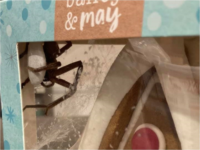 澳洲一名母亲买姜饼屋时，惊觉一只大蜘蛛入侵。网图