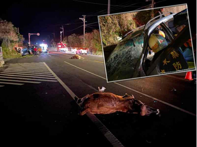 2只牛则当场死亡，私家车头严重毁损。图：中时　
