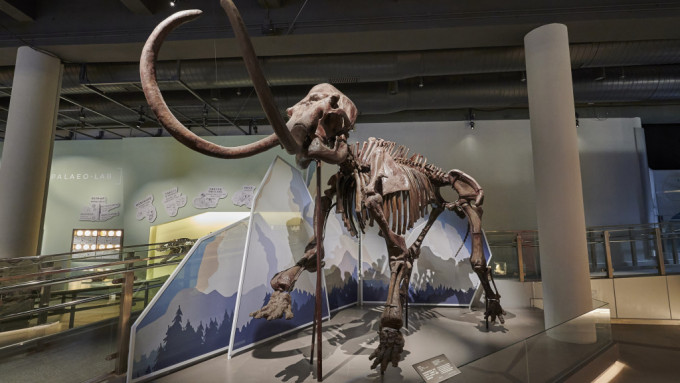 現正在香港科學館古生物展廳舉行的常設展覽「滅絕．新生」將局部由四月六日（星期六）至四月底短暫關閉以更換展品。圖示超過三米高的真猛獁象化石即將歸還予國家自然博物館。