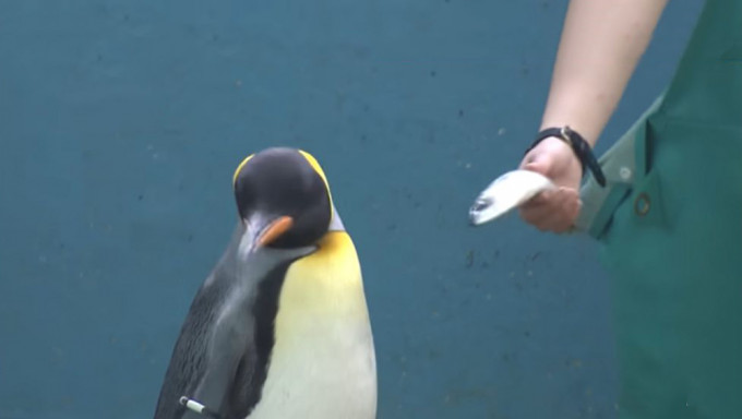 日本水族馆因应通胀换廉价鱼，企鹅及水獭拒吃。