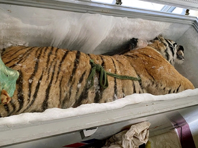 越南一间民宅内藏着一只完整的老虎尸体，相当骇人。（网上图片）