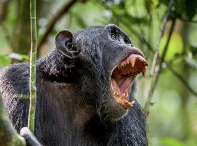 黑猩猩獵殺人類幼童受關注。(網圖)