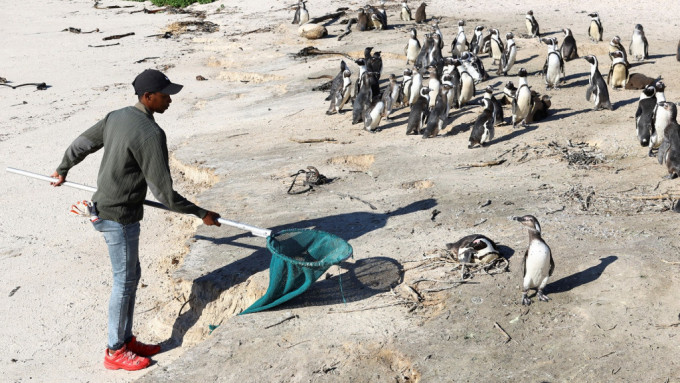 南非開普敦博爾德斯海灘已有近30隻瀕臨絕種的非洲企鵝死於禽流感。路透社圖片