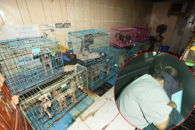 101隻狗被困，警方拘捕一名女場主（小圖）。徐裕民攝