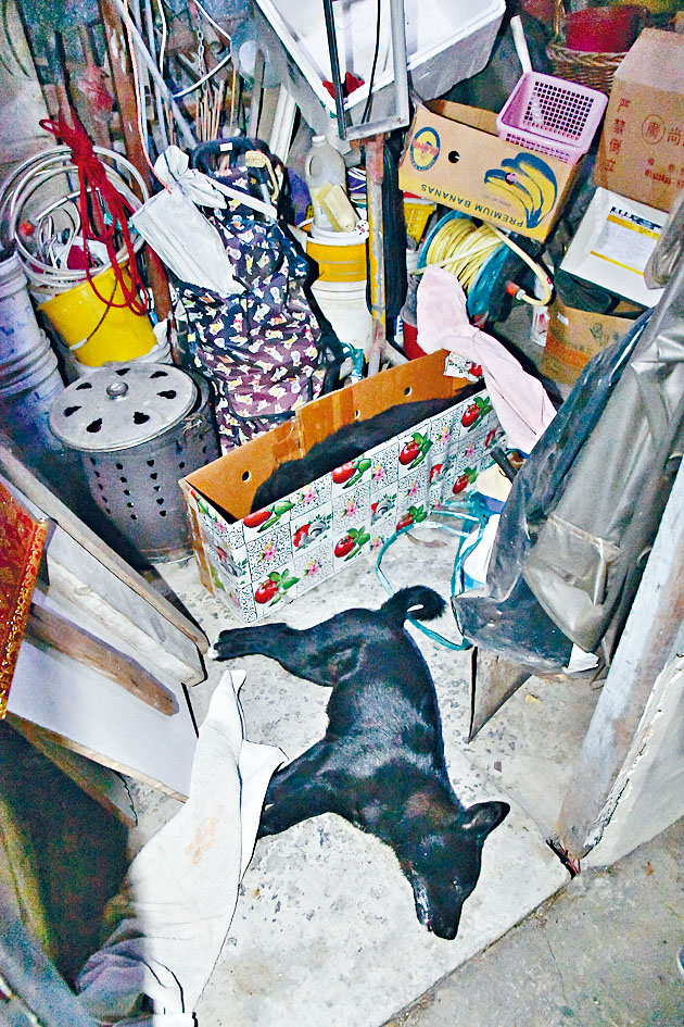 ■两只唐狗疑中毒倒毙铁皮屋，其中一只伏尸纸皮箱内。