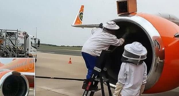 芒果航空找来养蜂专家前来处理。(网图)