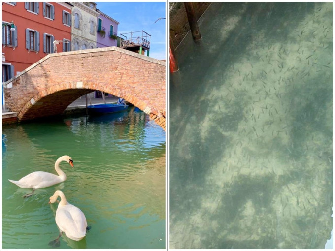 威尼斯运河清澈见底天鹅鱼群畅泳。fb